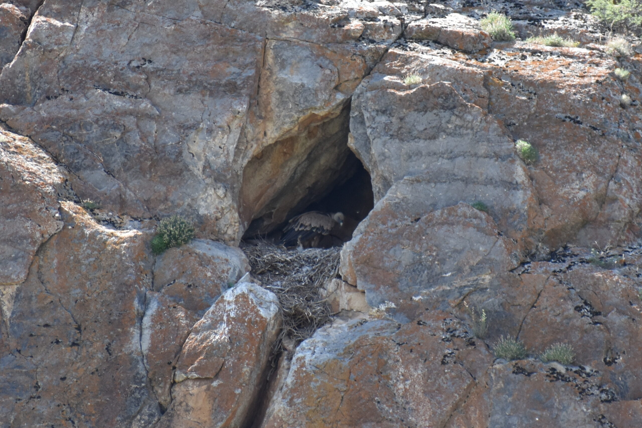 Eurasian Griffon Vulture nesting by G. Pulikova