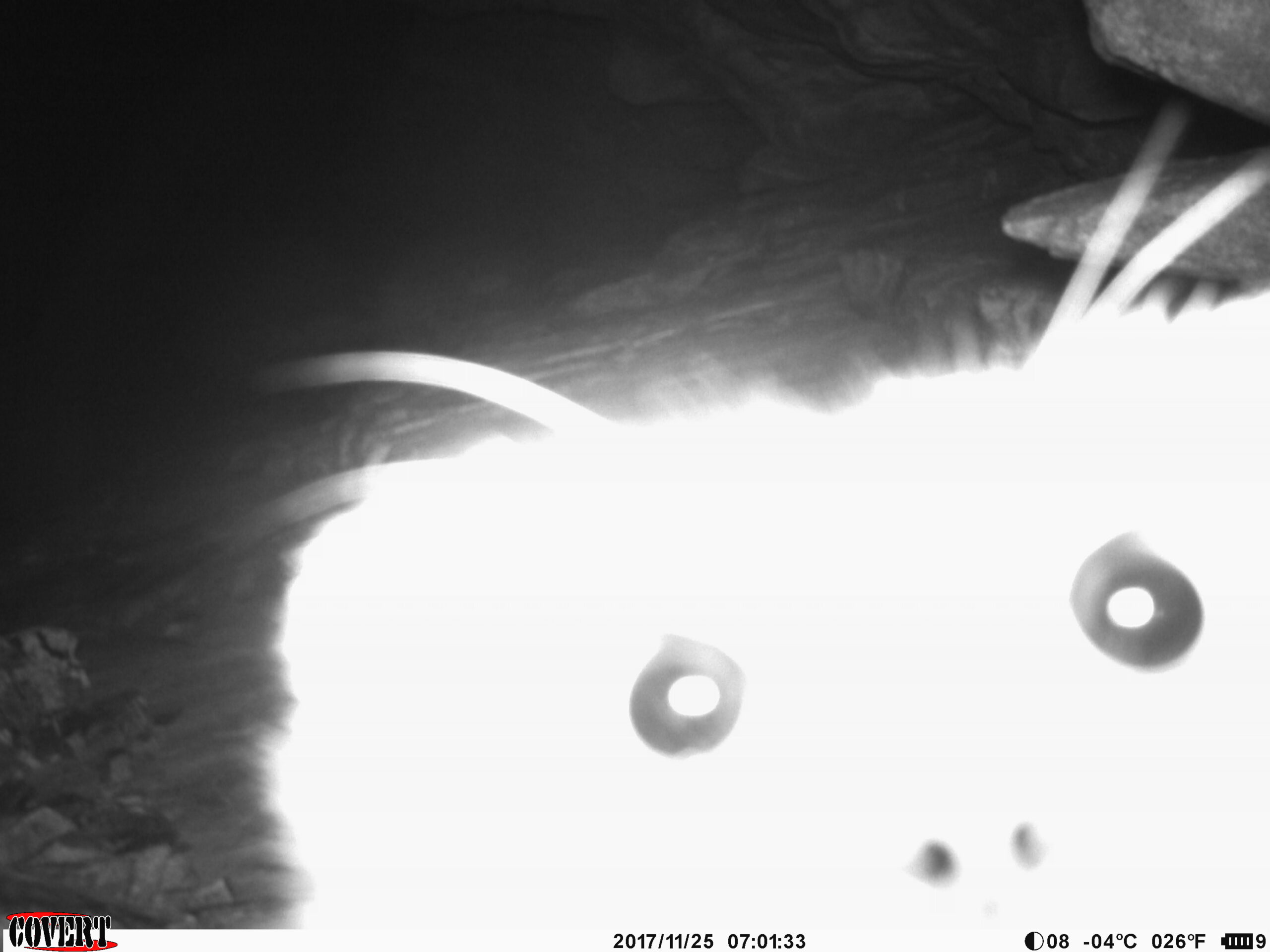 Manul camera trap image ghost cat_MWG