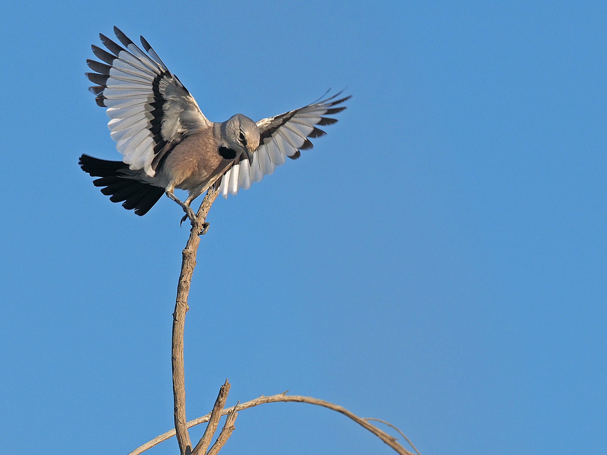 Podoces_panderi_photo by James Eaton via iNaturalist and Wikimedia Commons