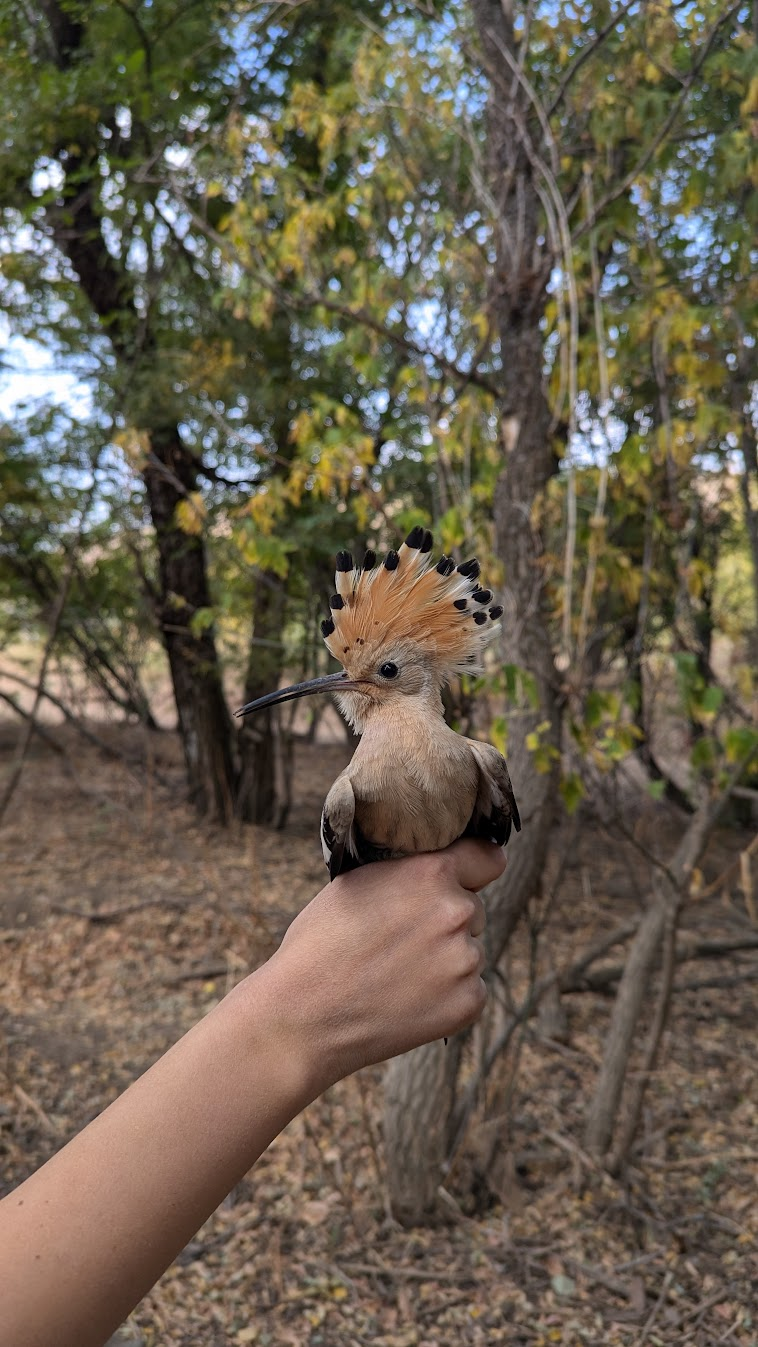 Eurasian hoopoe_Upupa epops_Photo by N Ibrahim