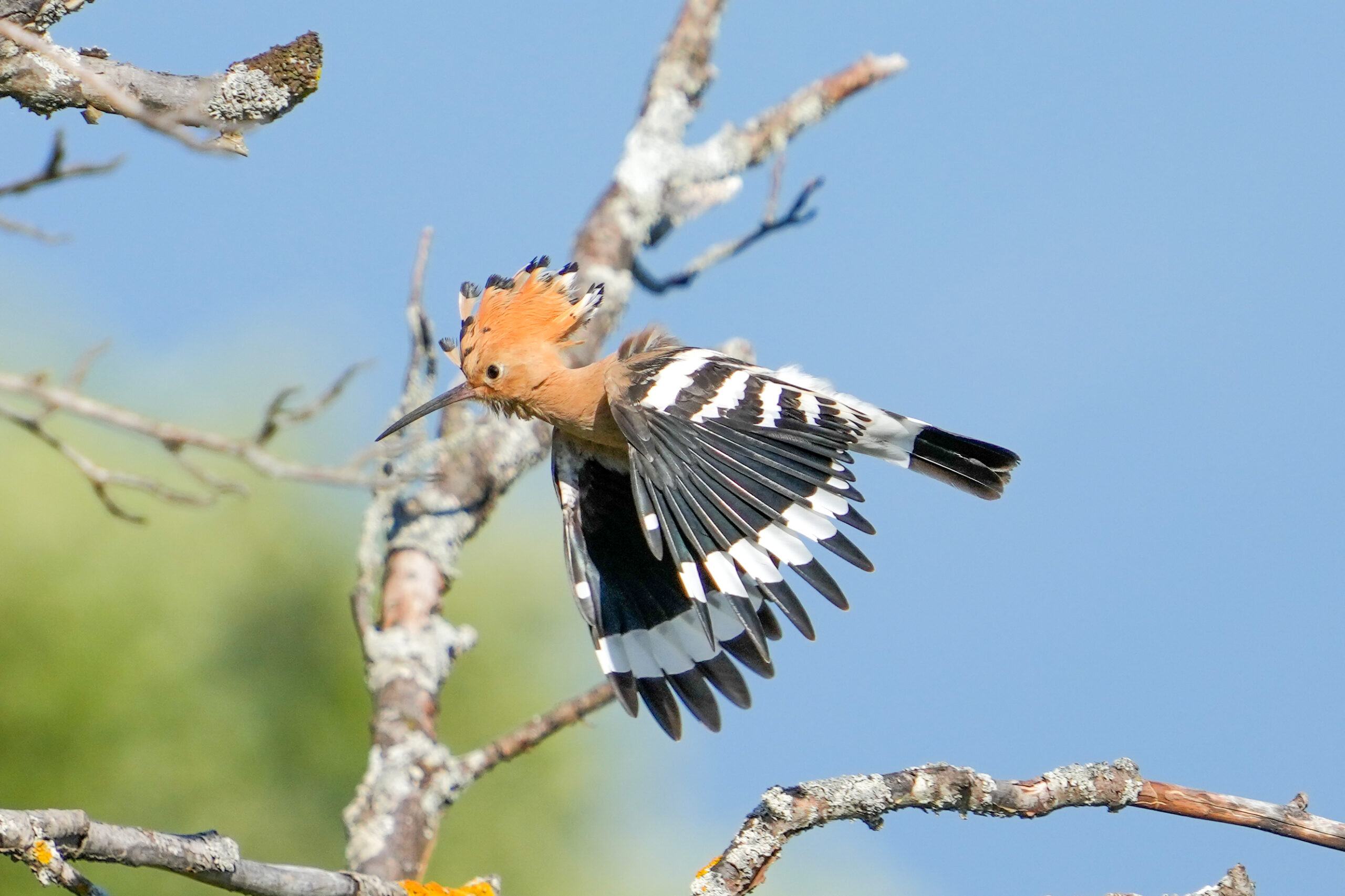 Wild Eurasian hoopoe inflight_Giles Laurent_gileslaurent.com_License CC BY-SA