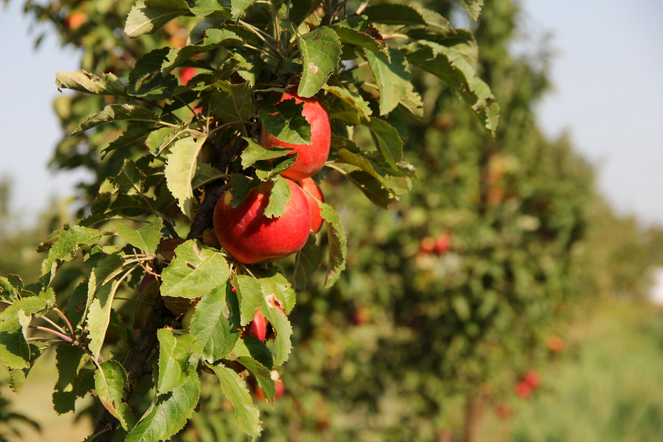 Almaty Aport apple trees in the of the Kazakhstan Research Institute of Fruit and Vegetable Growing experimental garden. Photo Igor Ulitin, Creative Commons Attribution-Share Alike 4.0 International