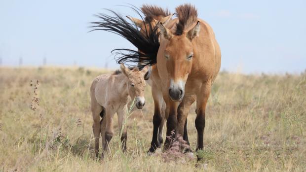Przewalski mare and foal. Photo by Kanat Batyrkhanuly, ACBK