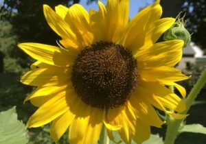 Sunflower. Photo by J. Castner.