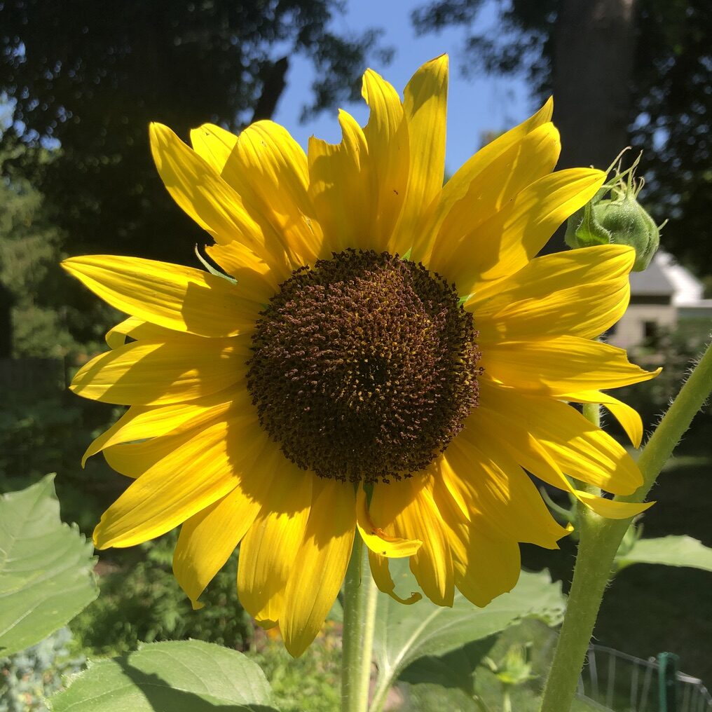 Sunflower. Photo by J. Castner.