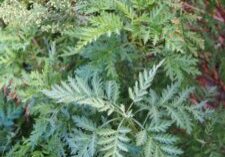 By Agnieszka Kwiecień, Nova - Own work, CC BY-SA 4.0, https://commons.wikimedia.org/w/index.php?curid=105217854