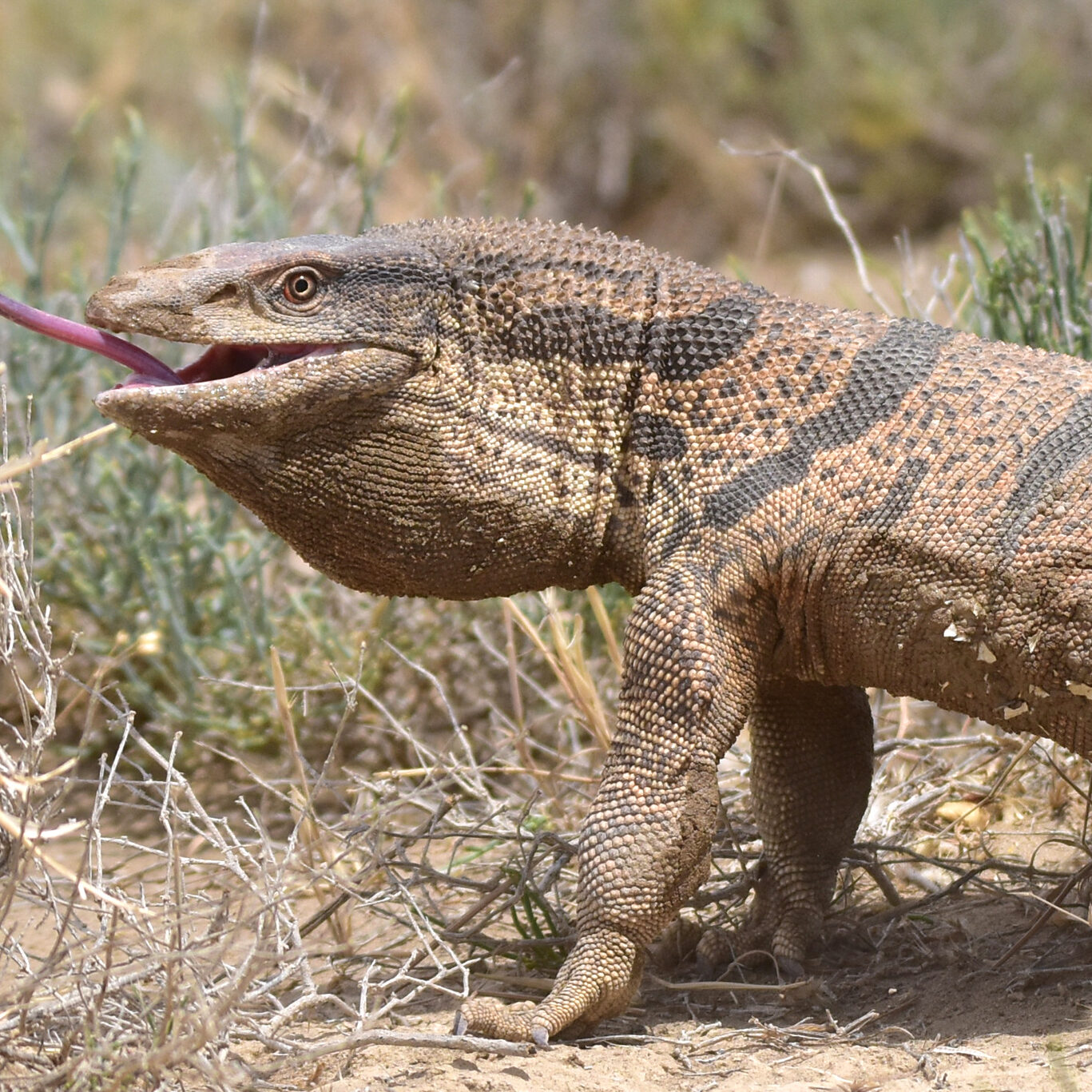 Caspian Monitor_Kazakhstan_imported_from_iNaturalist_by Kudaibergen Amirekul_Wikimedia Commons_April 2024