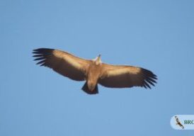 Eurasian Griffon Vulture by I.Karyakin