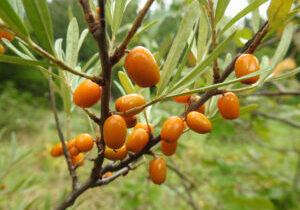 Hippophae rhamnoides