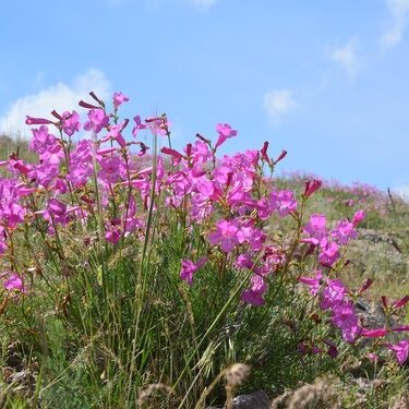 Incarvilliea semiretschenskia flower_Photo by Vladimir Epiktetov_Attribution-NonCommercial 4.0 International