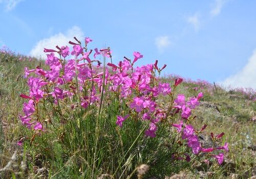 Incarvilliea semiretschenskia flower_Photo by Vladimir Epiktetov_Attribution-NonCommercial 4.0 International