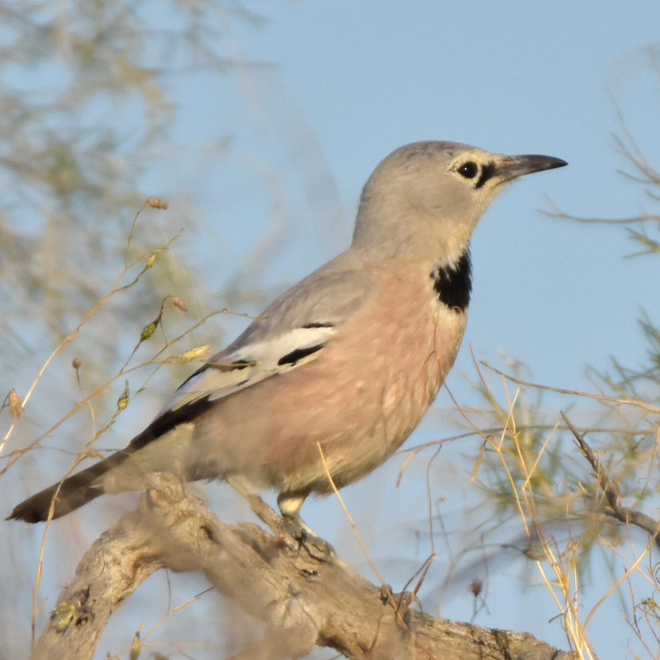 Podoces_panderi_Kudaibergen Amirekul via iNaturalist and Wikimedia Commons