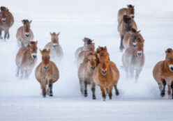 Herd of 14 Przewalski's horses galloping through snow toward the camera
