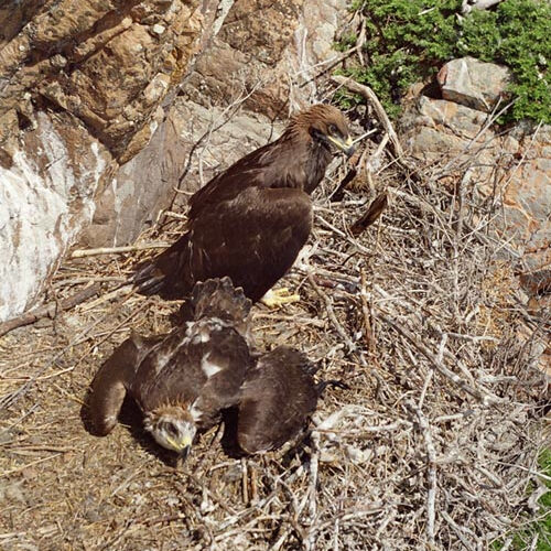 Golden eagle juv. on nest (photo by I. Smelyansky)