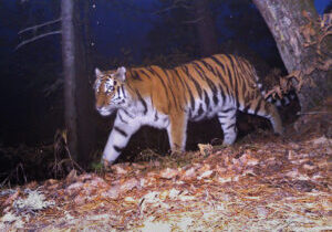 Siberian tiger caught on camera-trap in the Russian Far East. This species is being used for reintroduction in Kazakhstan. Svetlana Sutyrina, CC BY-SA 4.0 <https://creativecommons.org/licenses/by-sa/4.0>, via Wikimedia Commons