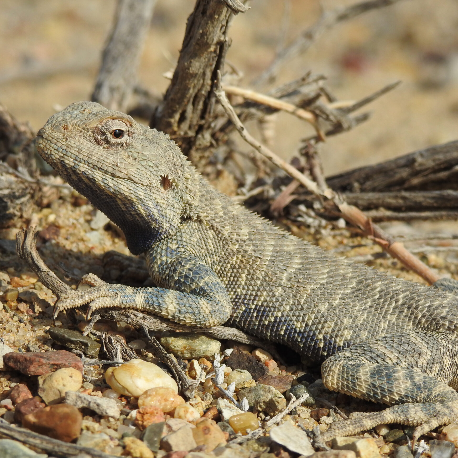 Trapelus sanguinolentus in Altyn-Emel national park. Zhetysu Region, Kazakhstan by Avustfel. Wikimedia Commons